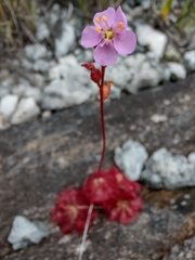 Drosera