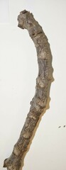 Juglans ailantifolia