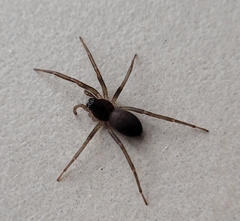 Corinninae