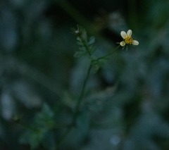 Bidens pilosa
