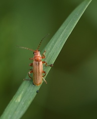 Cantharis pallida