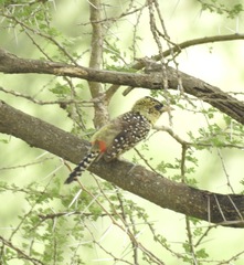 Trachyphonus darnaudii