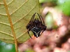 Verrucosa scapofracta