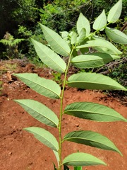 Sclerocroton integerrimus