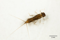Leptophlebiidae