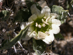 Codon royenii