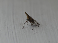 Fulgoromorpha