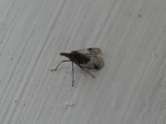 Fulgoromorpha