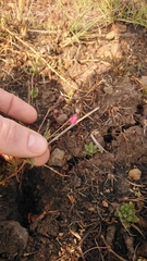 Hermannia erodioides