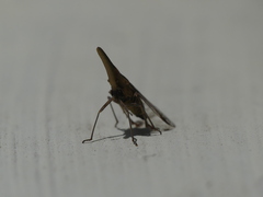 Fulgoromorpha
