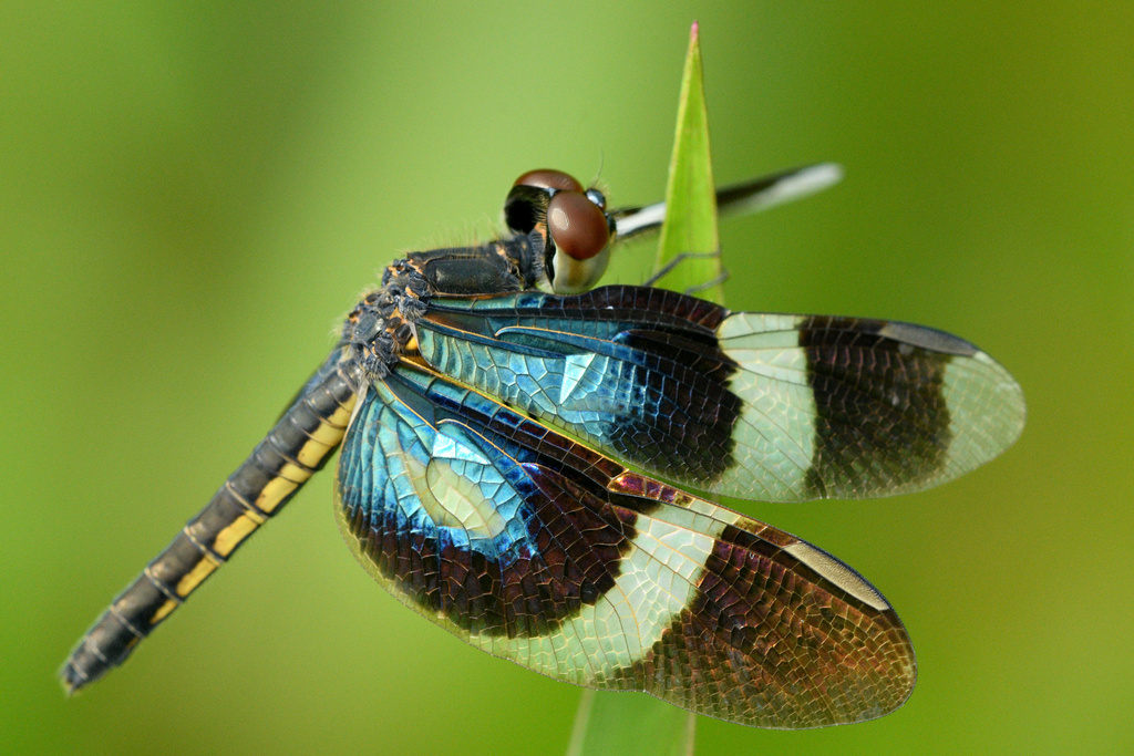 【ノブタ】dragonfly  generix Dragonfly | FictionRulezForever Wiki | Fandom