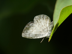 Spalgis lemolea lemolea