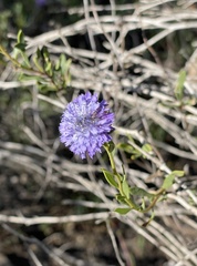 Globularia alypum