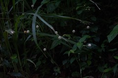 Cyperus mindorensis
