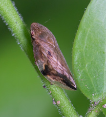 Clovia