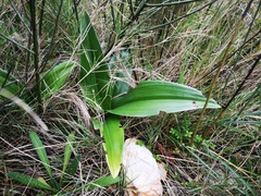 Himantoglossum robertianum