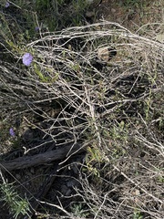 Globularia alypum