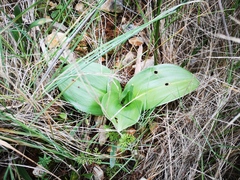 Himantoglossum robertianum