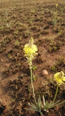 Bulbine narcissifolia