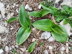 Himantoglossum robertianum