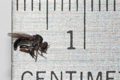 Hadrokolos texanus