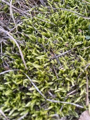 Brachythecium albicans