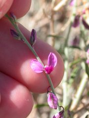 Polygala leptophylla