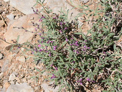 Polygala leptophylla