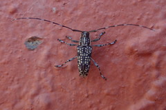 Colobothea rincona