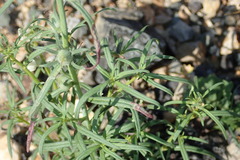 Misopates calycinum