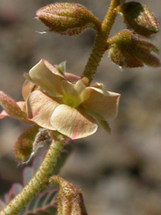 Pomaria lactea image