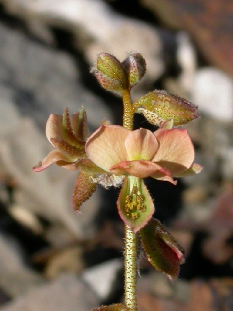Pomaria lactea