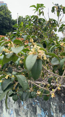 Osmanthus fragrans