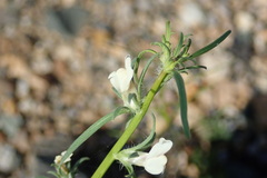Misopates calycinum