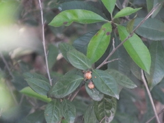 Camellia sinensis