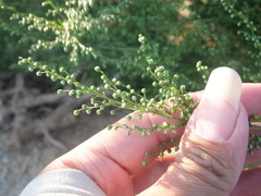 Artemisia eriopoda