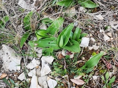 Himantoglossum robertianum