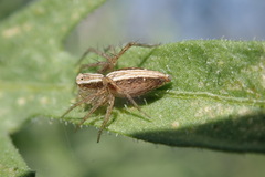Oxyopes kraepelinorum