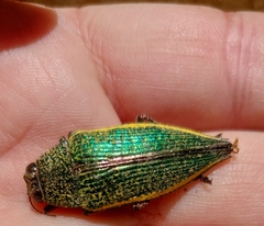 Psiloptera