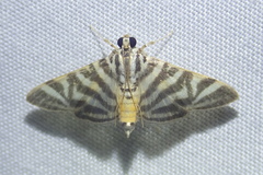 Spilomela