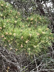 Pinus clausa