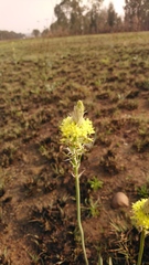Bulbine narcissifolia