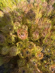 Serruria inconspicua