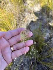 Serruria inconspicua