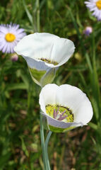 Calochortus gunnisonii