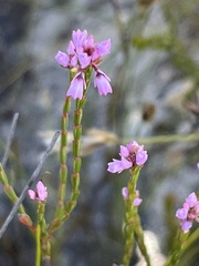 Erica corifolia