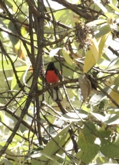 Myioborus miniatus