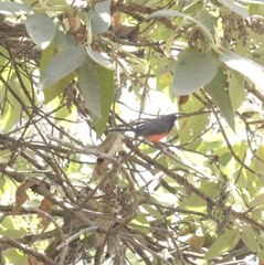 Myioborus miniatus