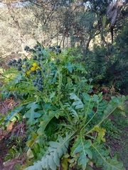 Sonchus hierrensis