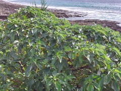 Pipturus arborescens